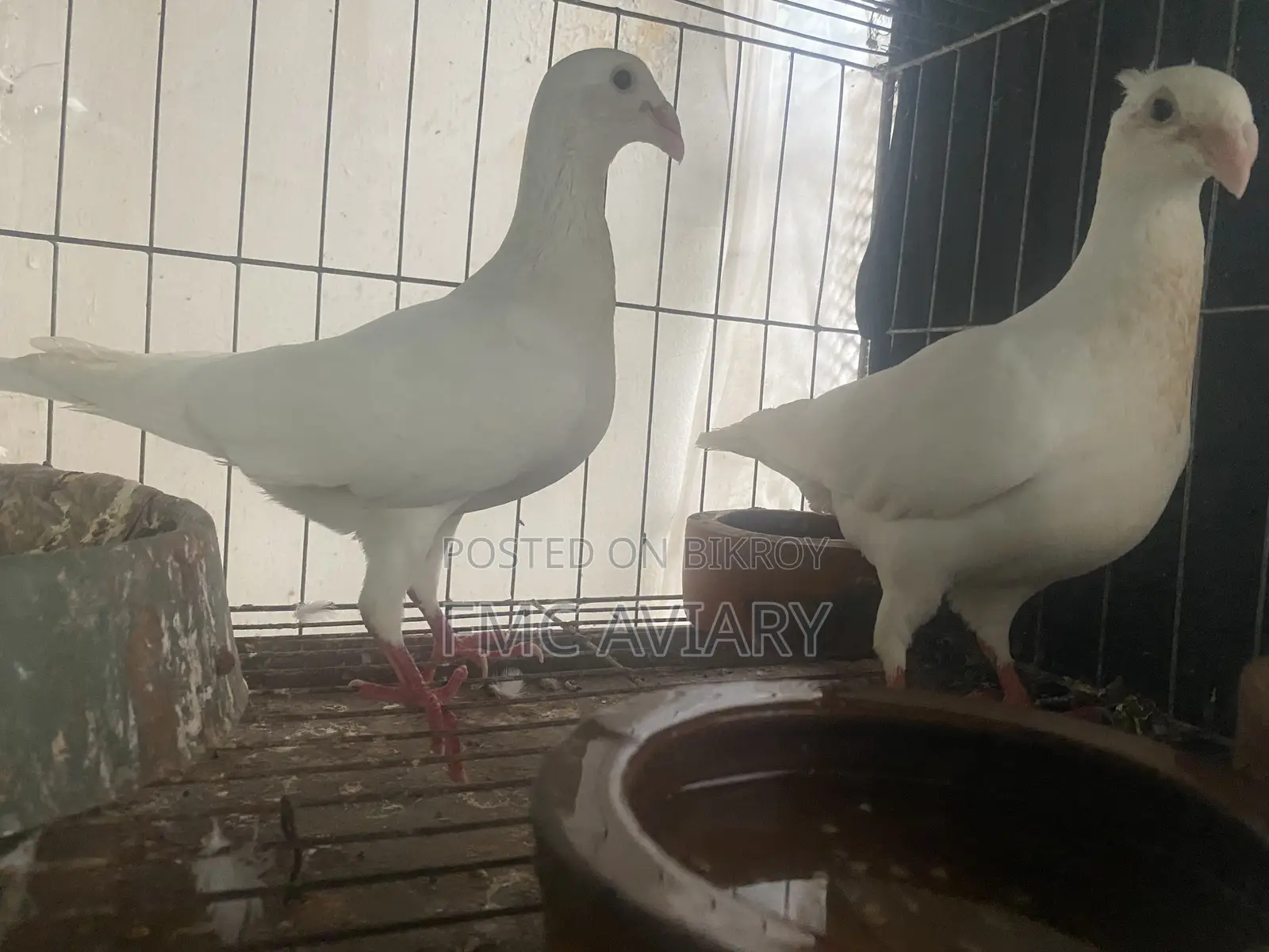 White Beauty Huma Running Pair With Babies