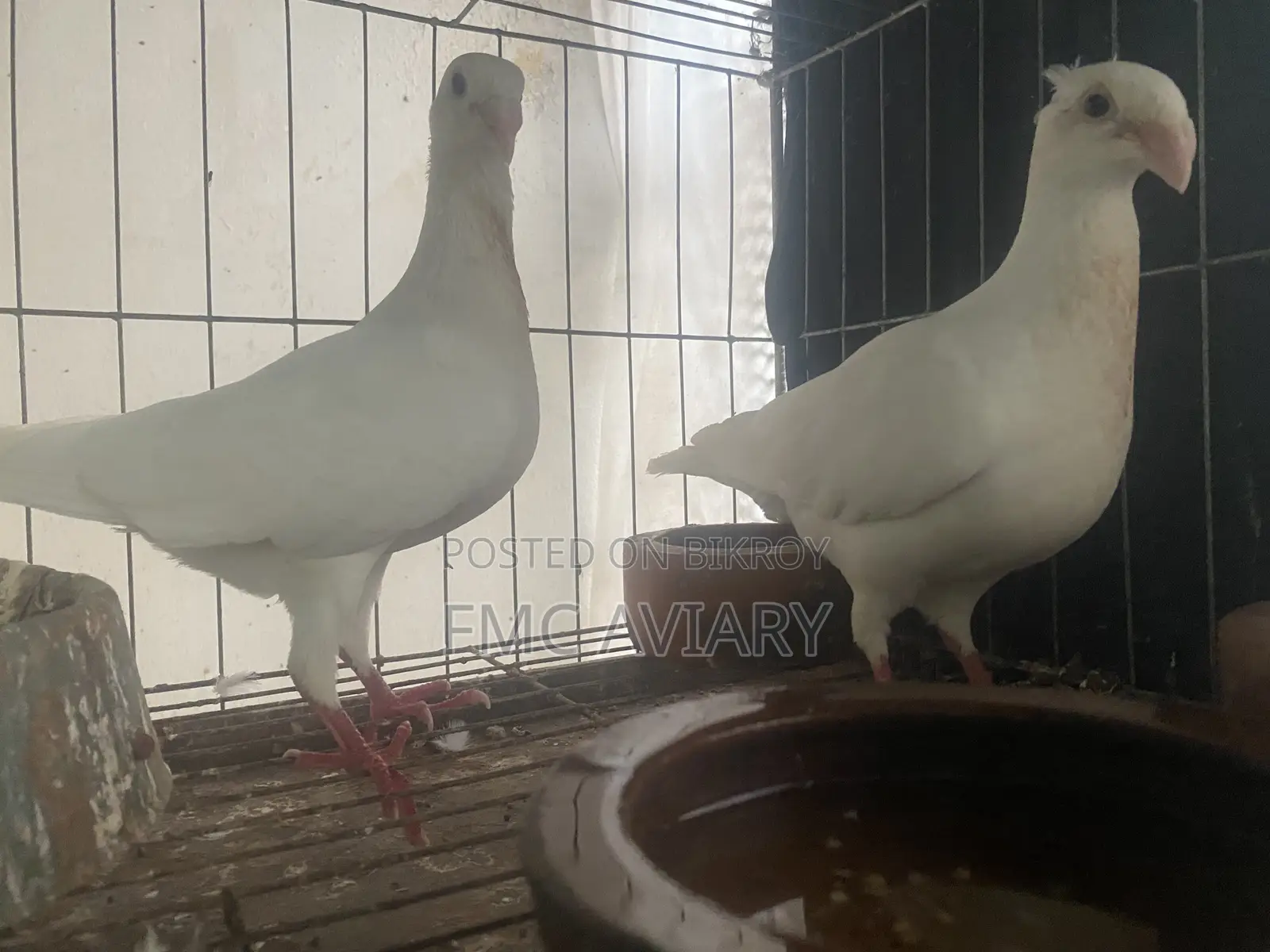White Beauty Huma Running Pair With Babies