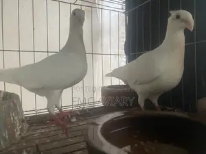 White Beauty Huma Running Pair With Babies