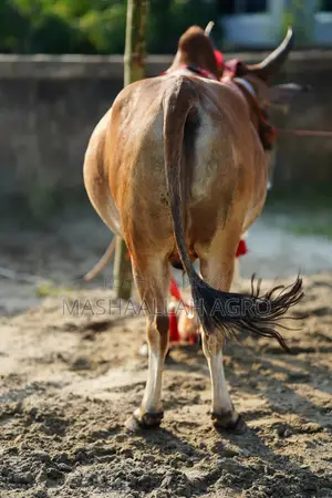 Deshal Bolod for Qurbani
