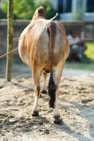 Deshal Bolod for Qurbani