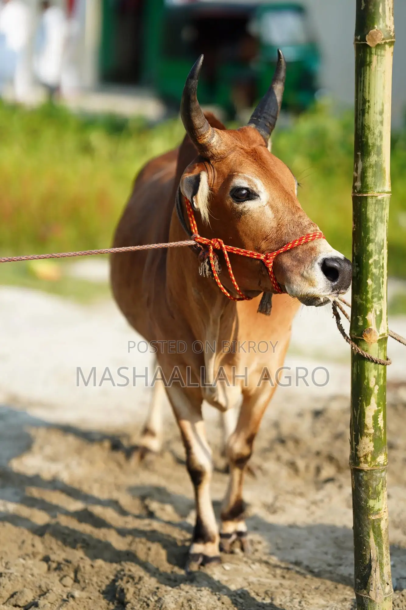 Deshal Bolod for Qurbani
