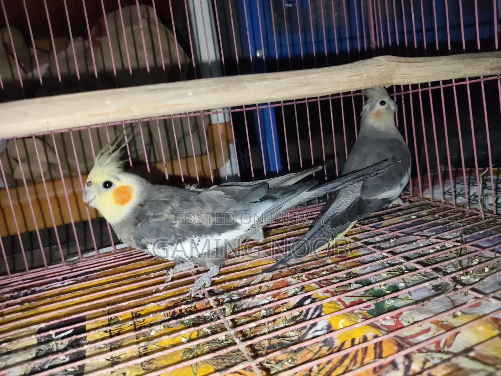 Cockatiel Pair