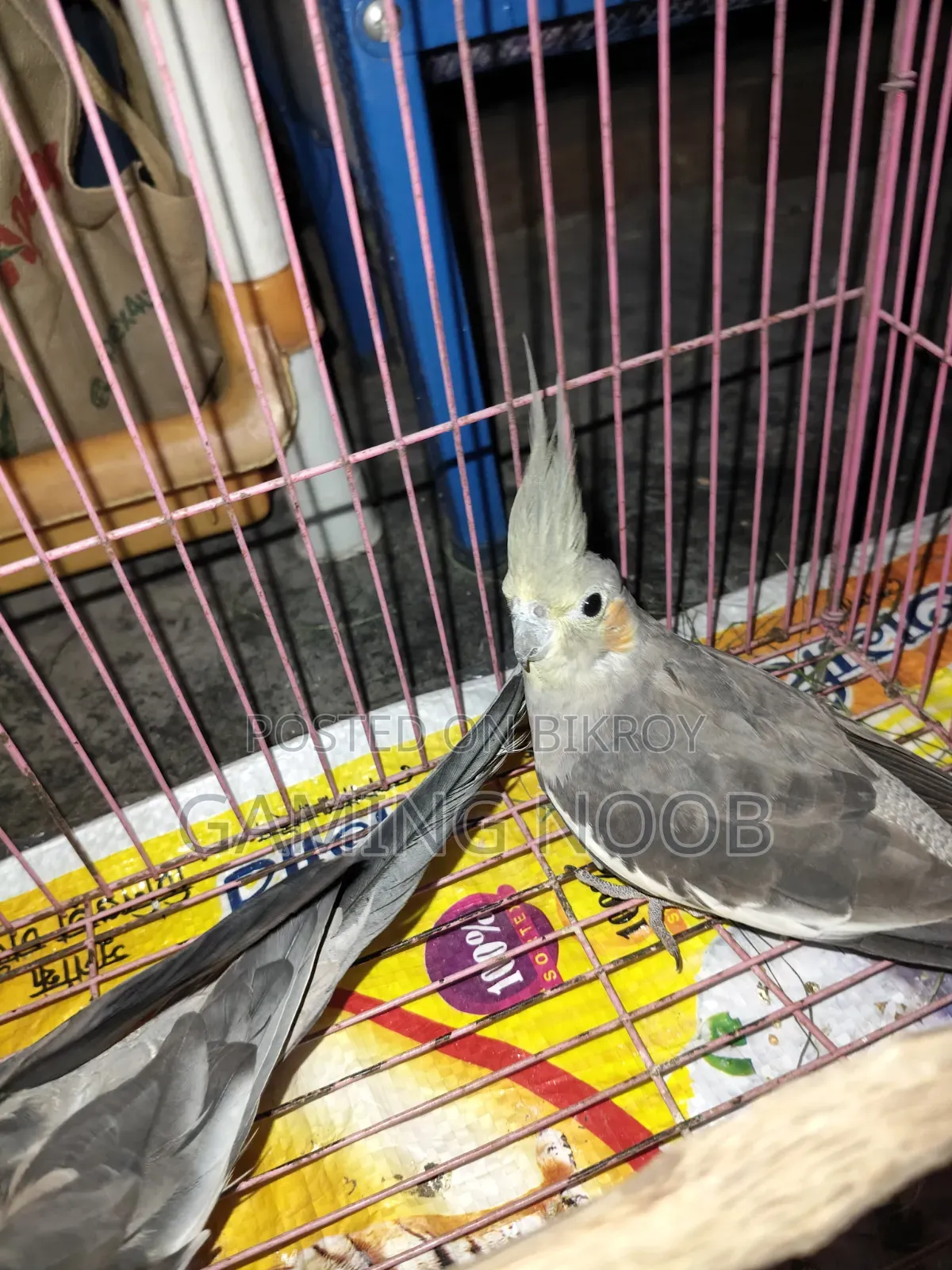 Cockatiel Pair