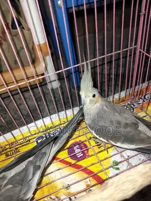 Cockatiel Pair
