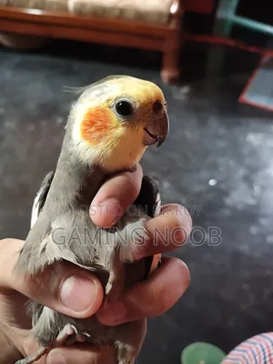 Cockatiel Pair