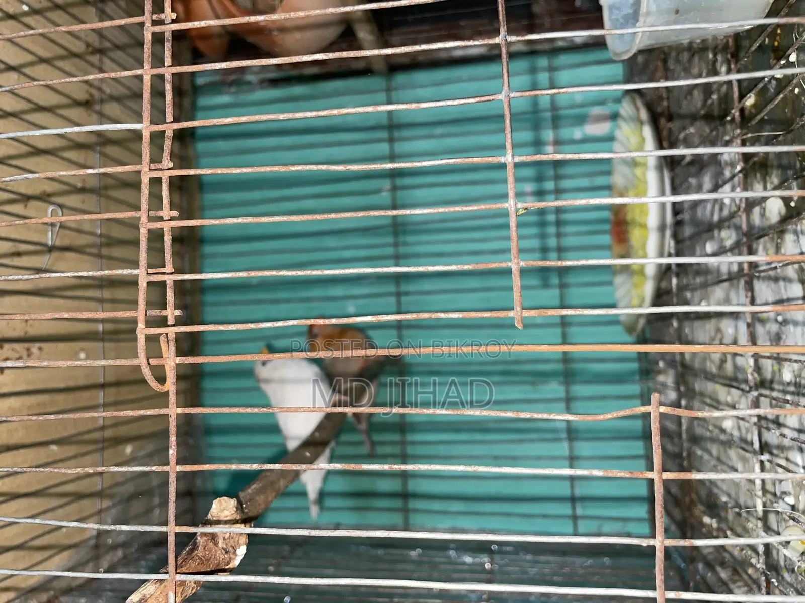 Lovebirds and Zebra Finch Birds