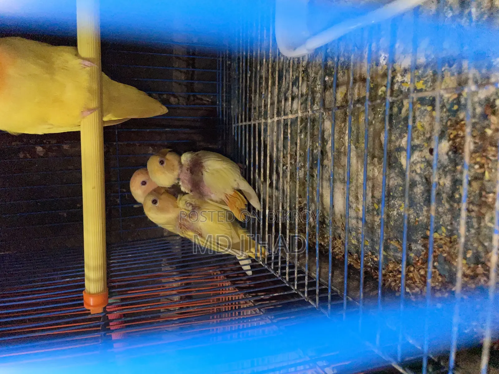 Lovebirds and Zebra Finch Birds