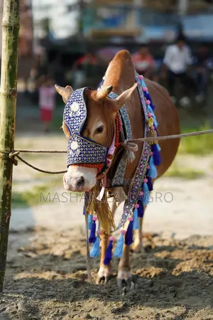 Deshal Bolod