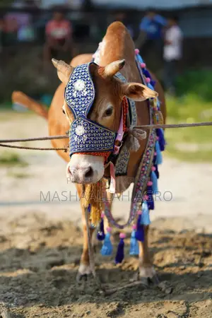 Deshal Bolod