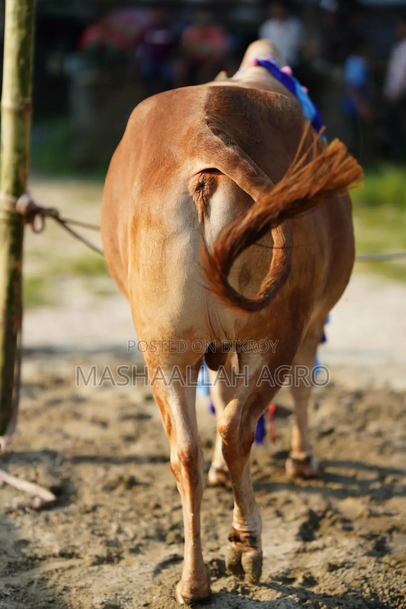 Deshal Bolod