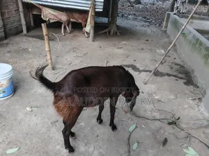 ছাগল ৫ দাত