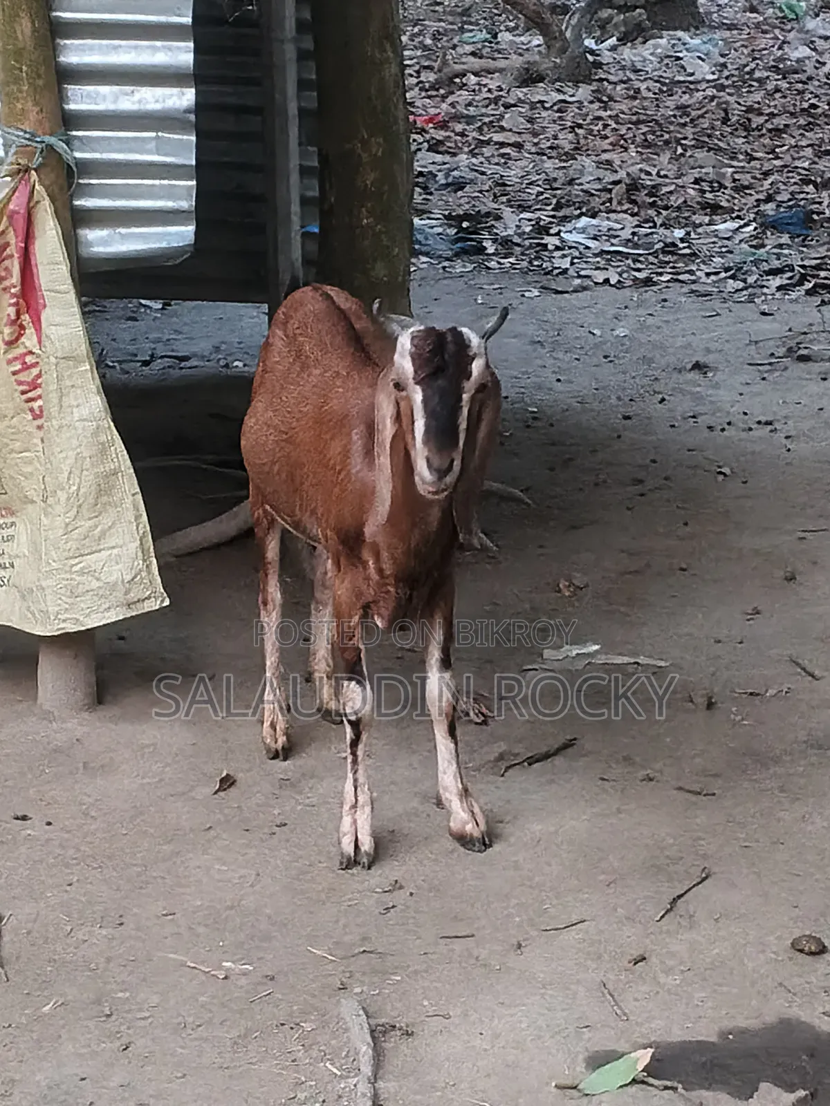ছাগল ৫ দাত