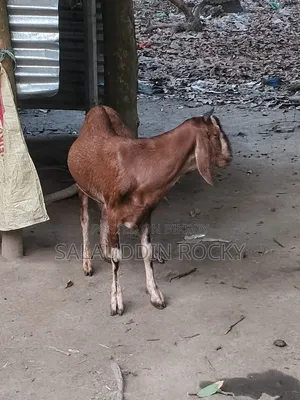 ছাগল ৫ দাত