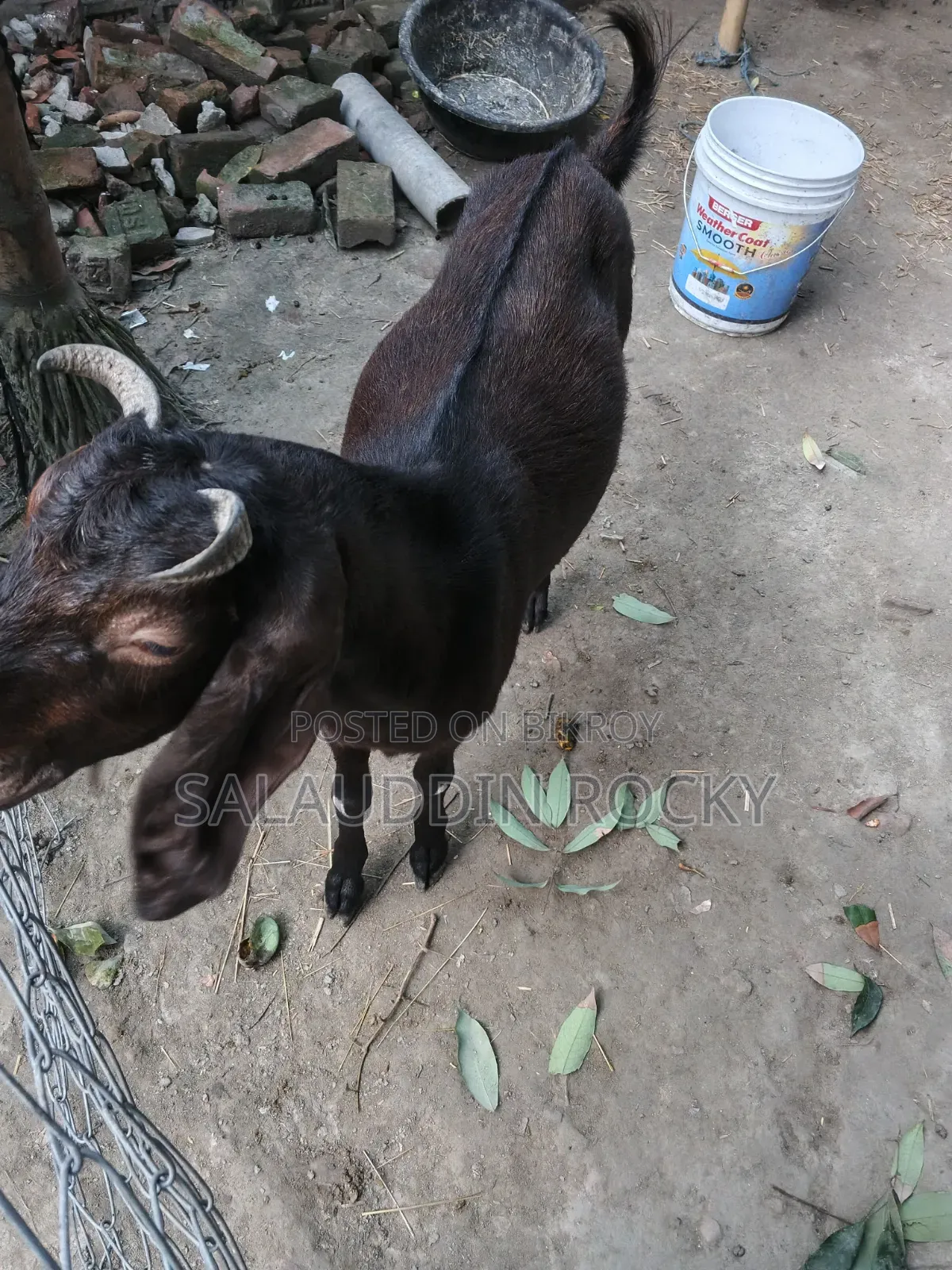 ছাগল ৫ দাত