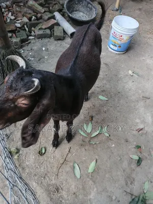 ছাগল ৫ দাত