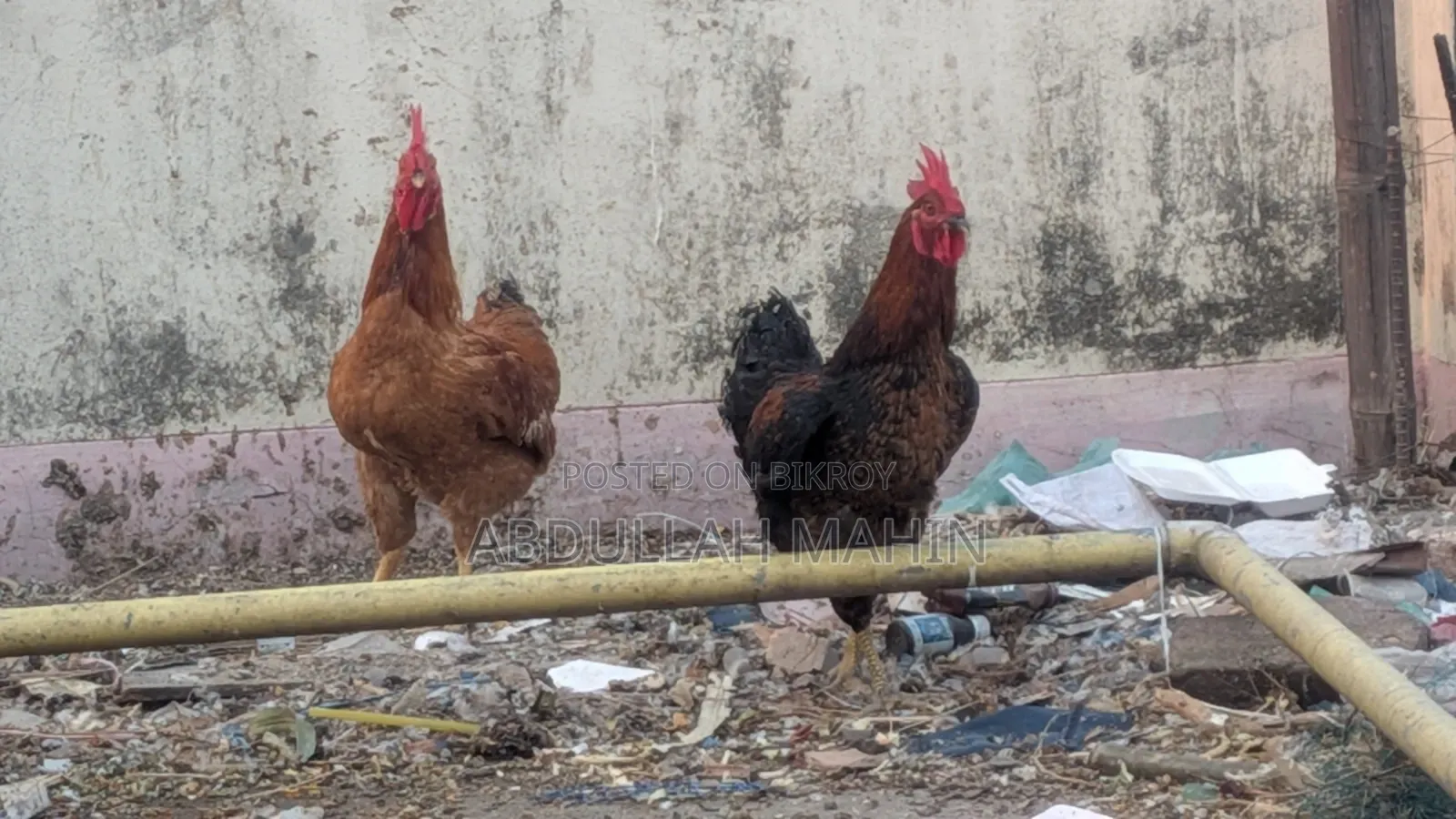 Original Tiger Chicken