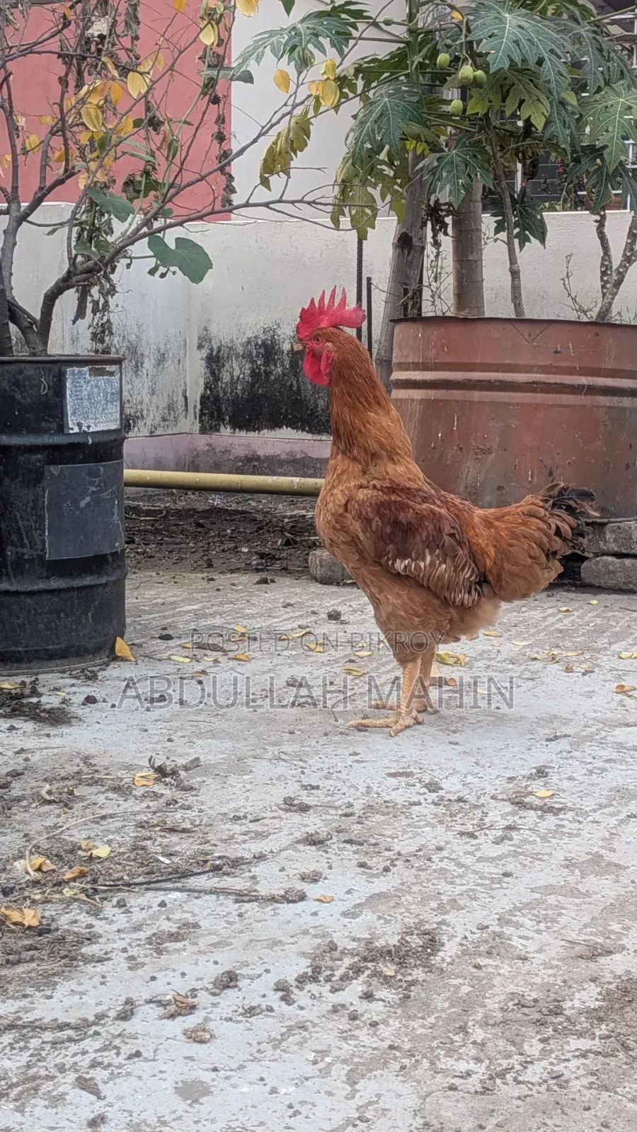 Original Tiger Chicken