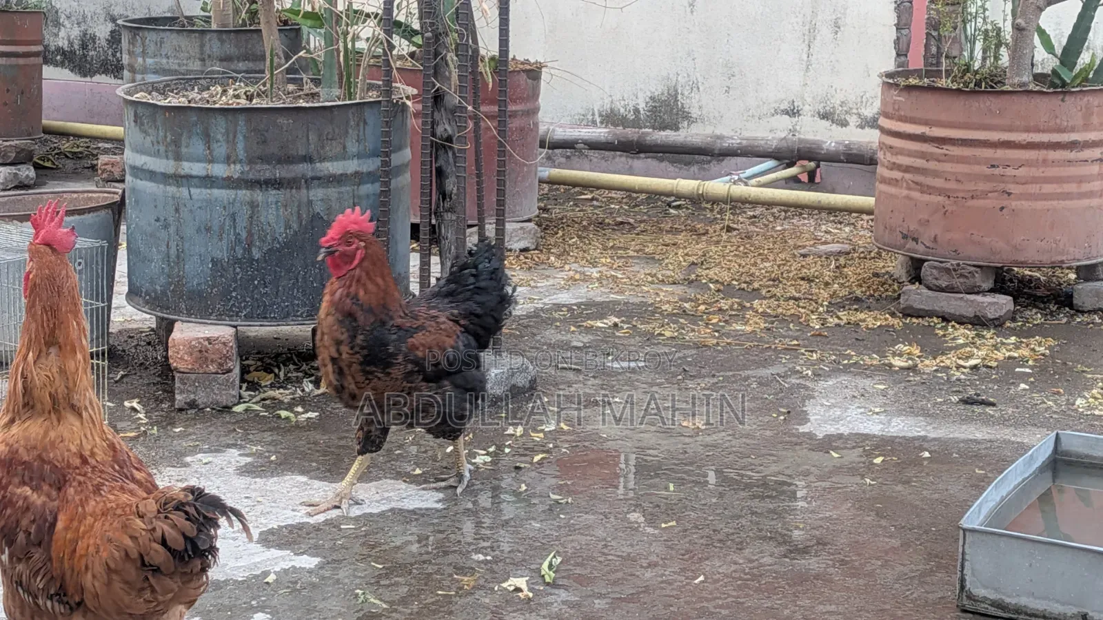 Original Tiger Chicken