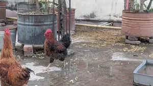 Original Tiger Chicken