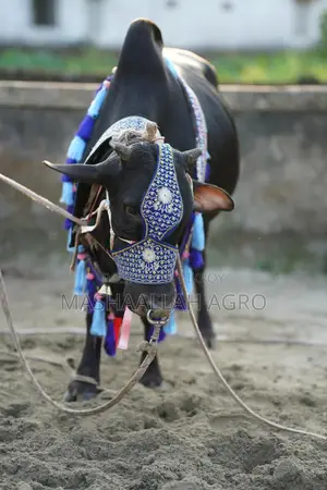 Black Shahiwal for Qurbani