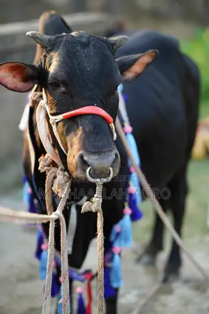 Black Shahiwal for Qurbani