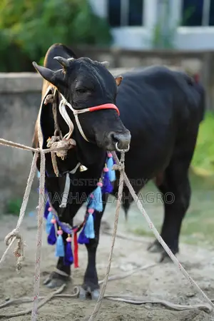 Black Shahiwal for Qurbani