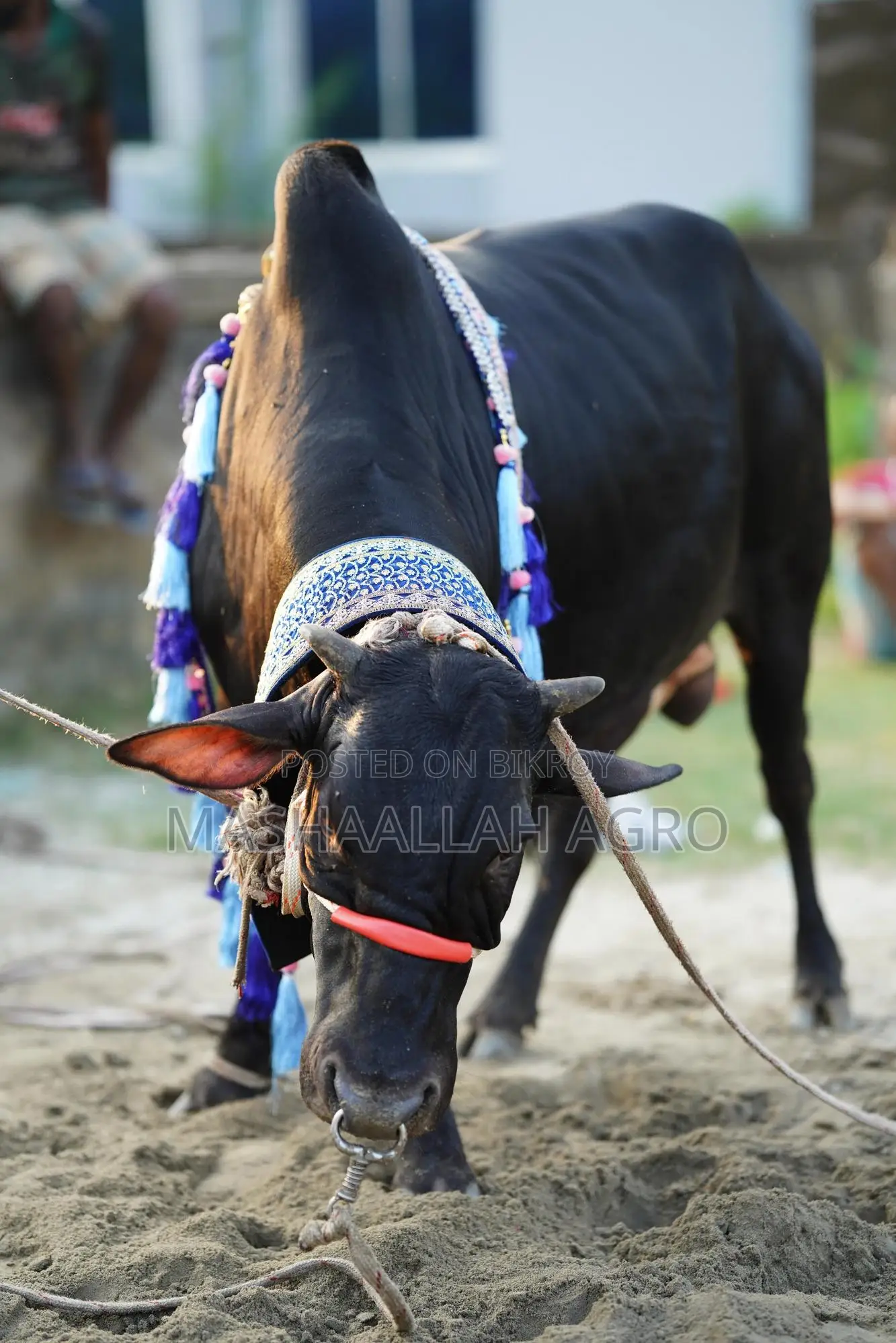 Black Shahiwal for Qurbani