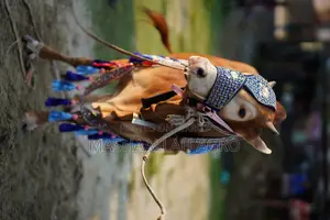 লাল হাসা ষাঁড়