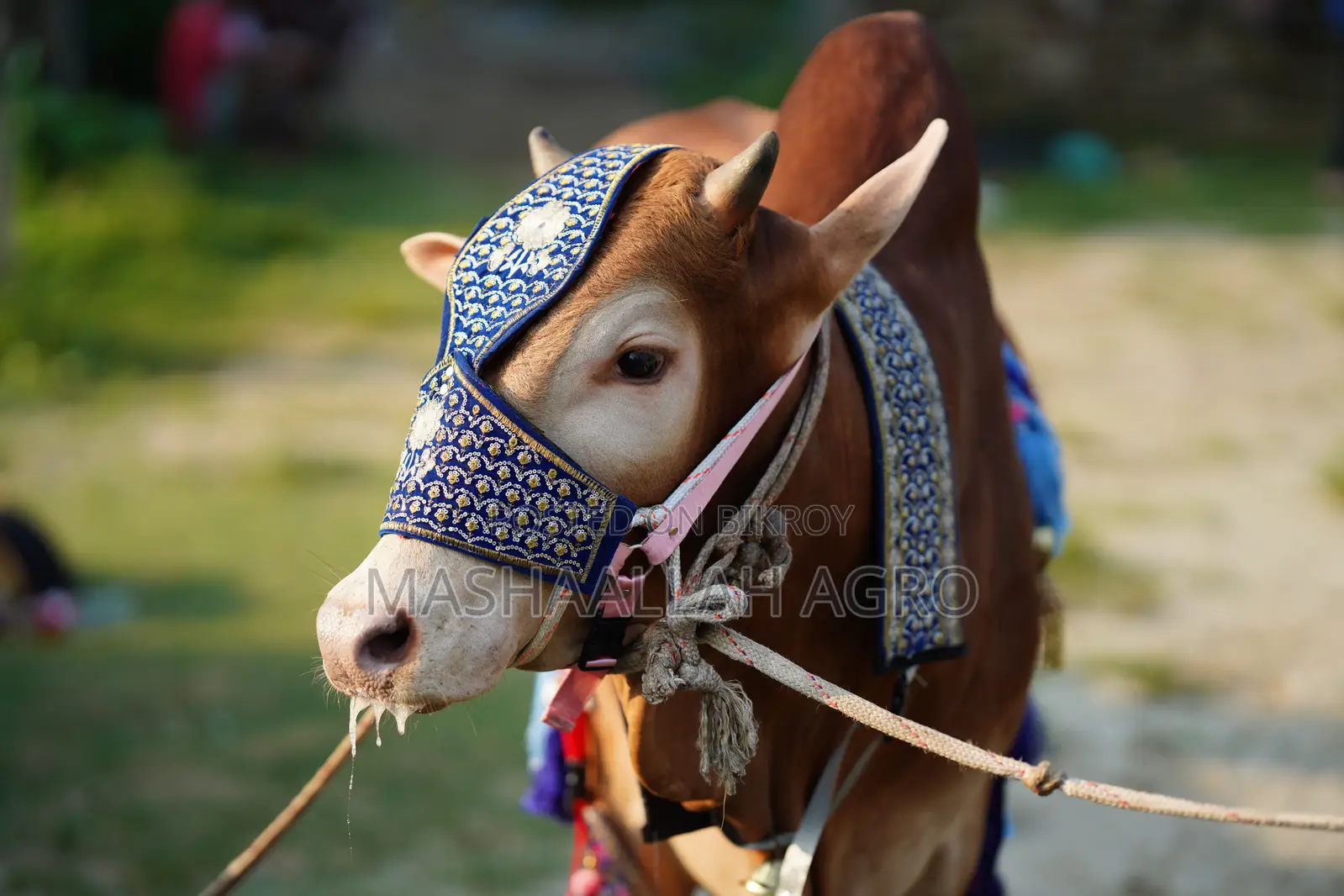 লাল হাসা ষাঁড়