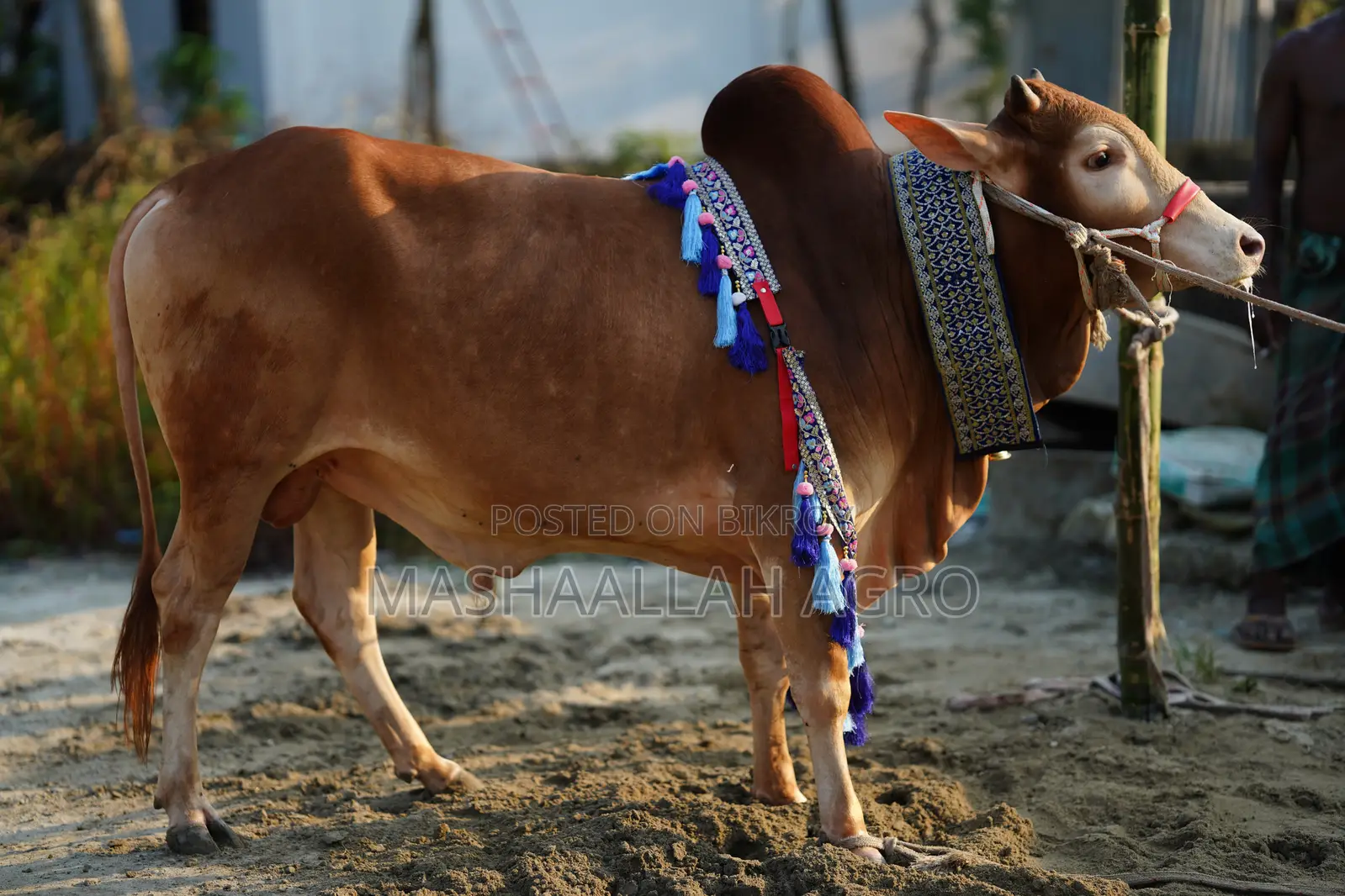 লাল হাসা ষাঁড়