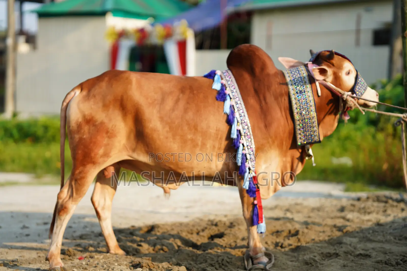 লাল হাসা ষাঁড়