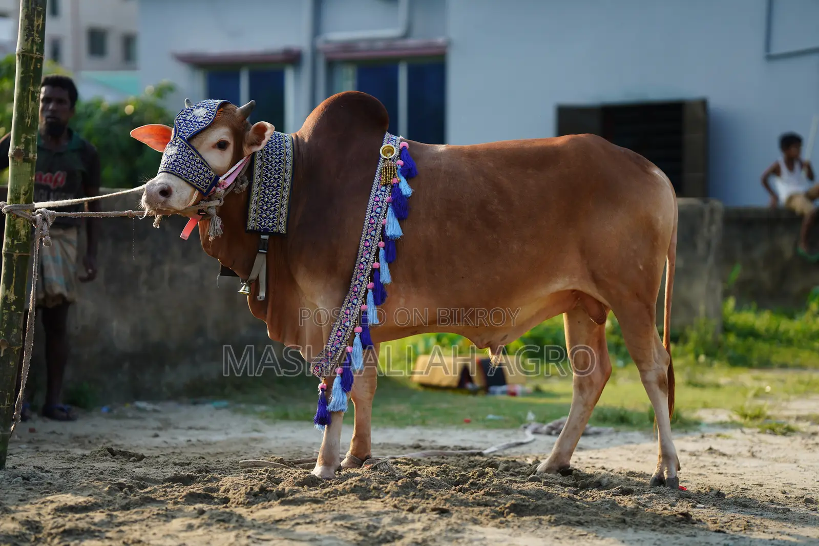 লাল হাসা ষাঁড়