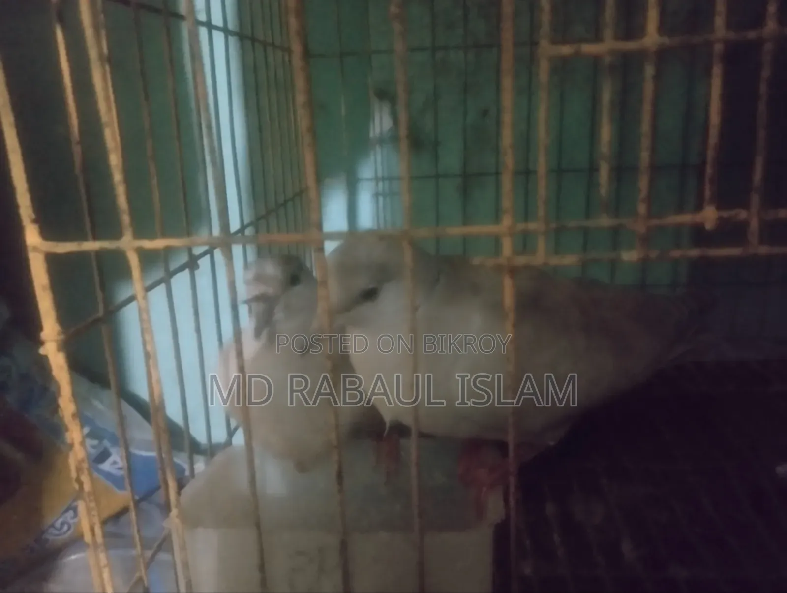 A pair of doves with chicks