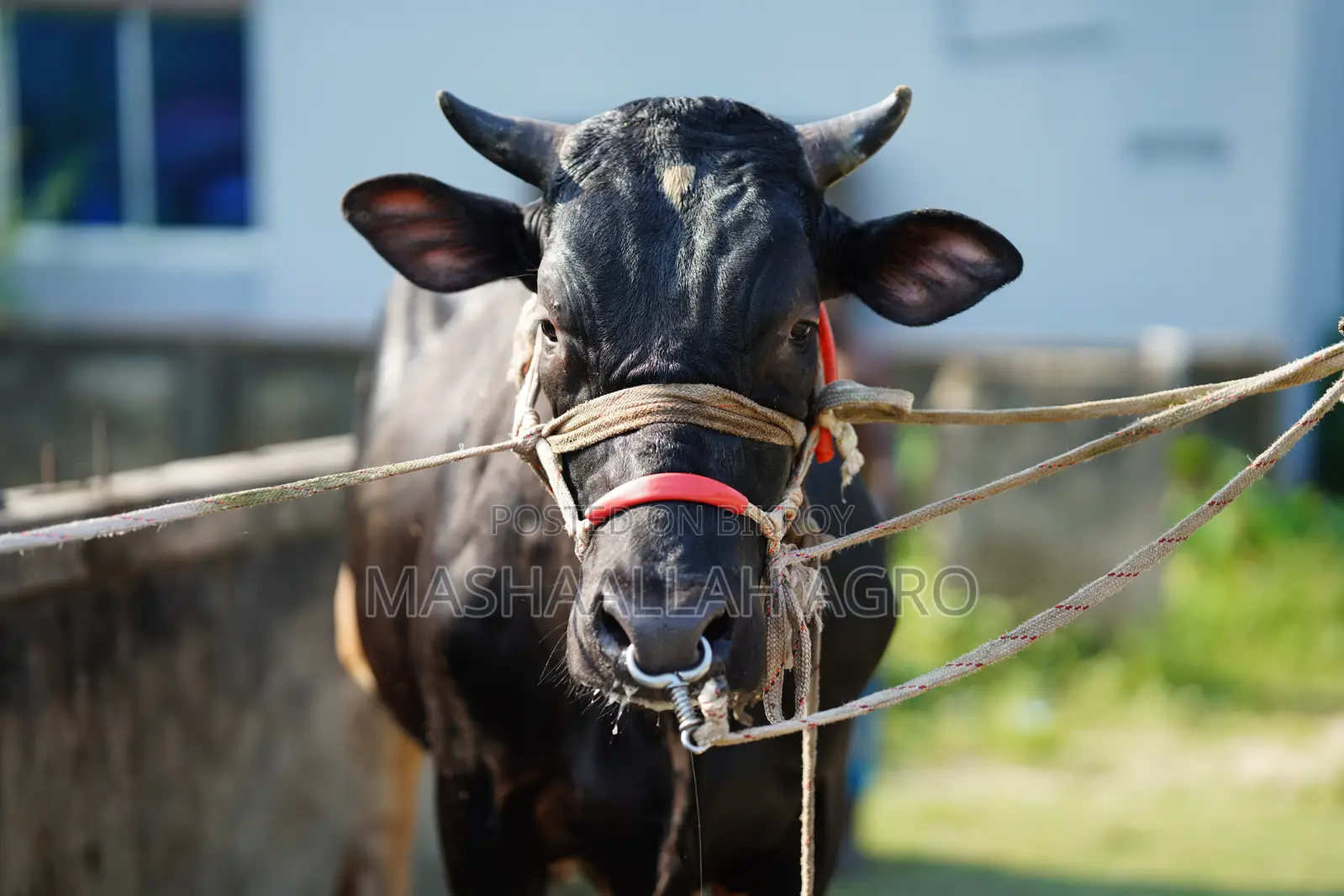 ফ্রিজিয়ান ষাঁড়