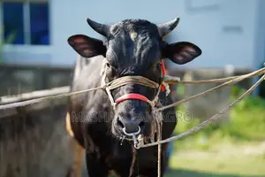 Frizian Bull