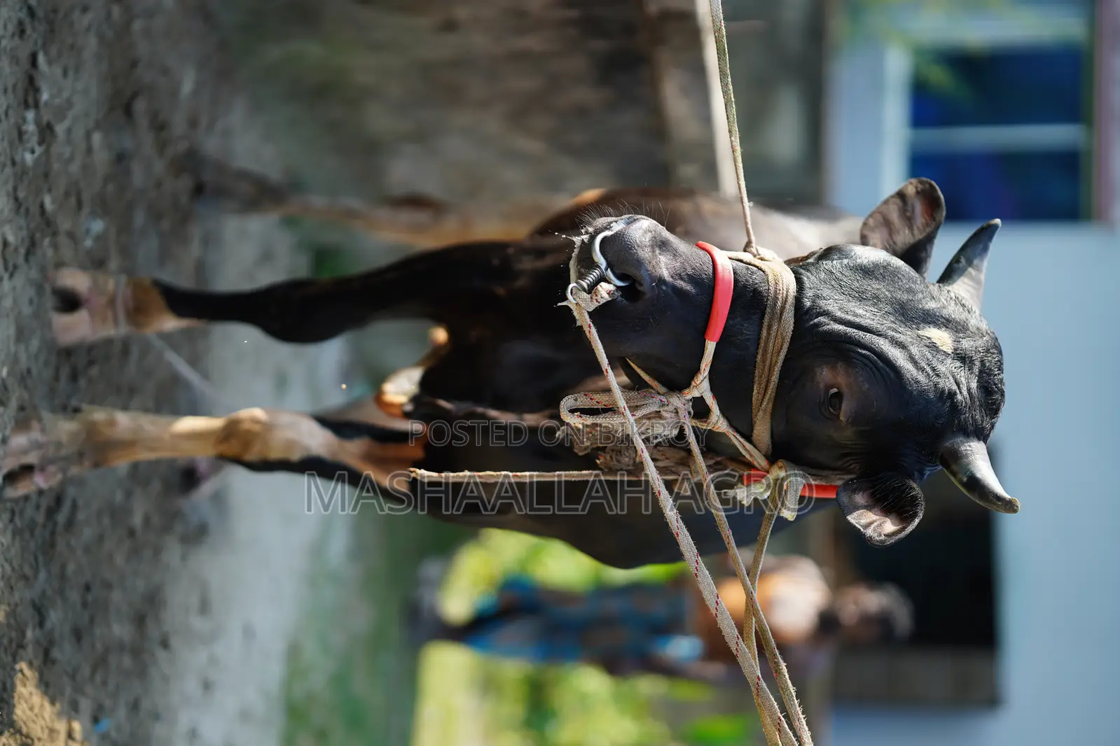 ফ্রিজিয়ান ষাঁড়