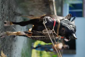 ফ্রিজিয়ান ষাঁড়
