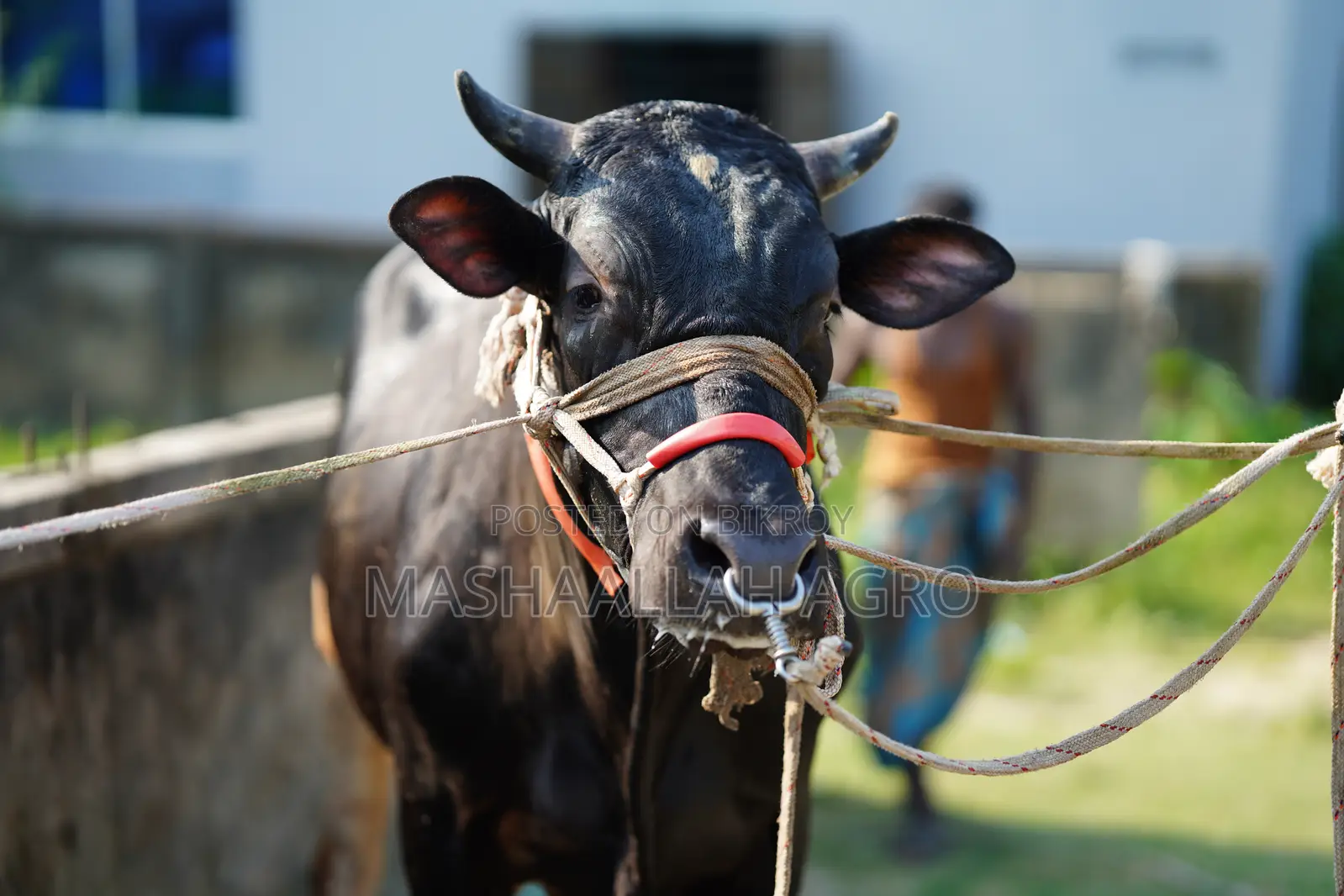 ফ্রিজিয়ান ষাঁড়