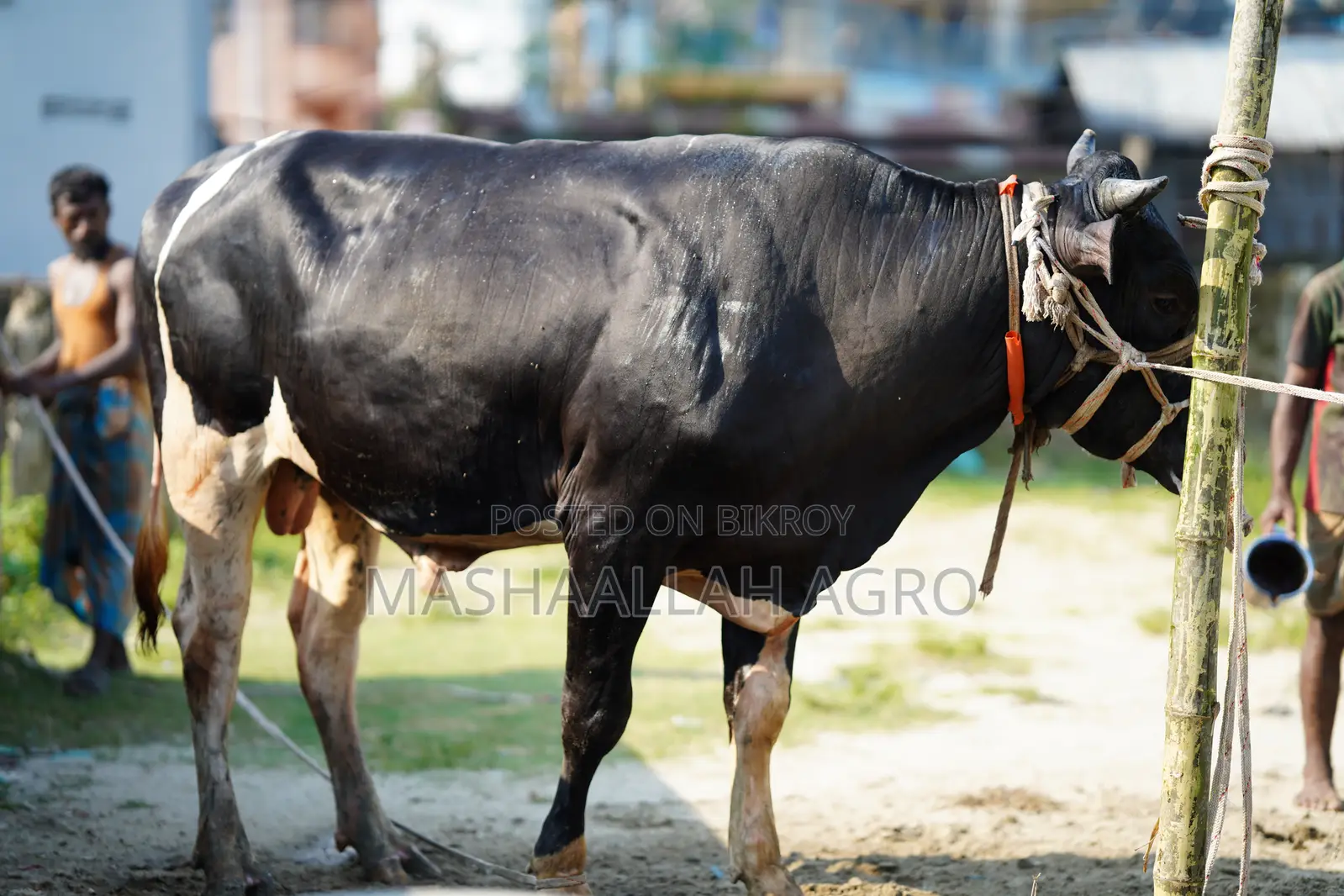 ফ্রিজিয়ান ষাঁড়