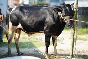 ফ্রিজিয়ান ষাঁড়