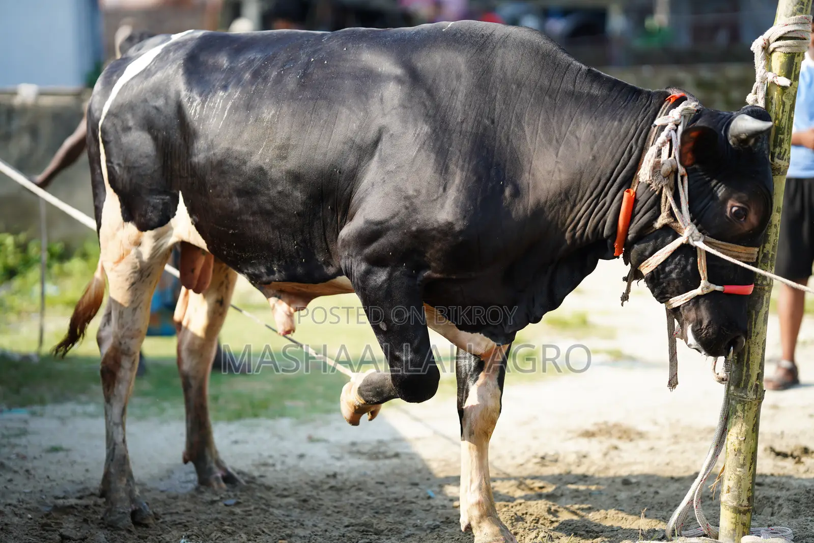 ফ্রিজিয়ান ষাঁড়