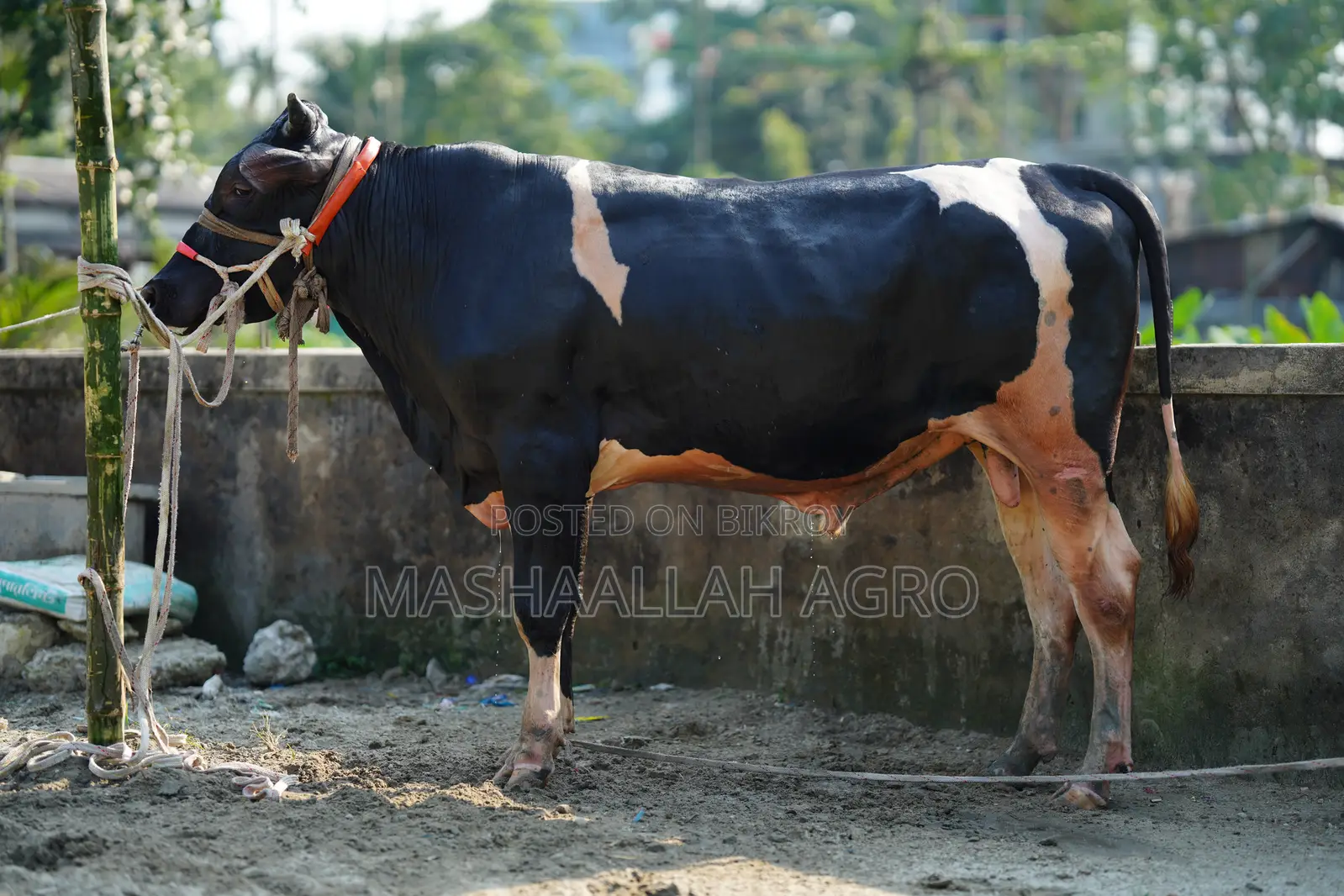 ফ্রিজিয়ান ষাঁড়