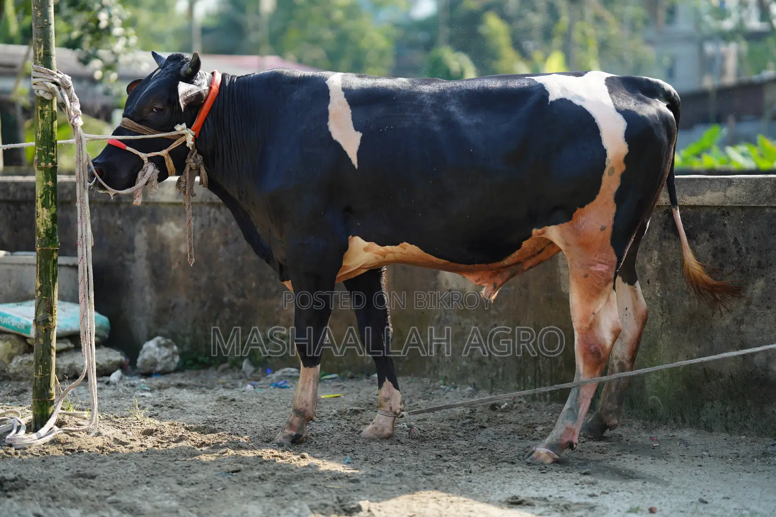 ফ্রিজিয়ান ষাঁড়