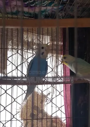 Running Rainbow Budgie for Sale