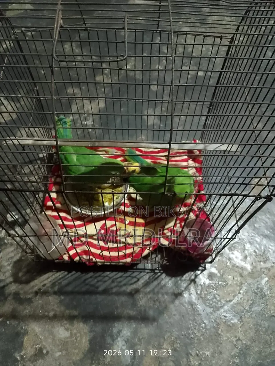 টিয়া পাখি