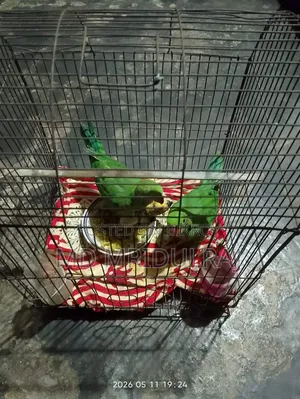 টিয়া পাখি