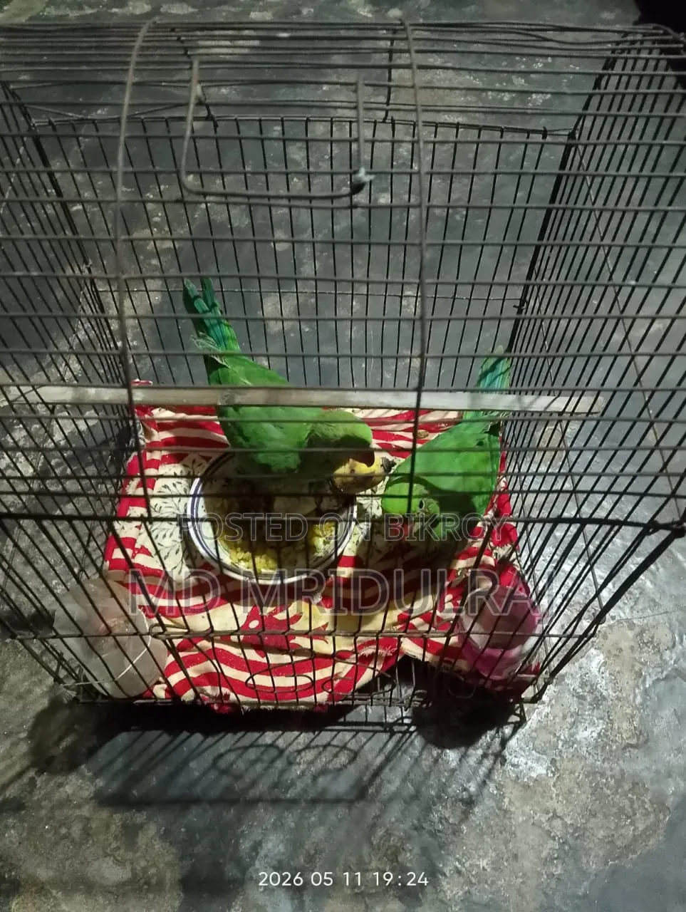 টিয়া পাখি