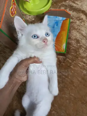 ১-৩ মাস বয়সী মেল মিক্সড ব্রিড পার্সিয়ান