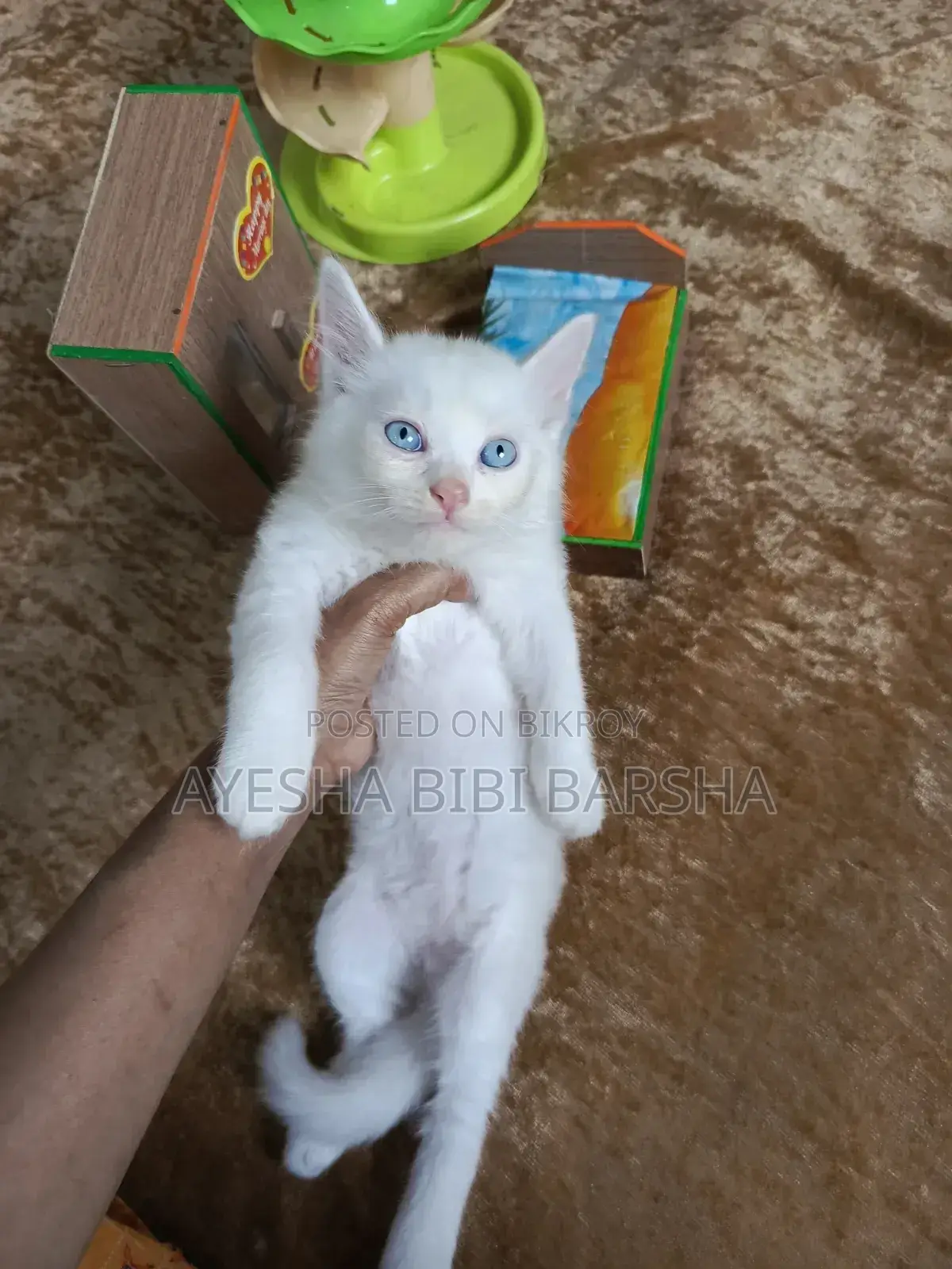 ১-৩ মাস বয়সী মেল মিক্সড ব্রিড পার্সিয়ান